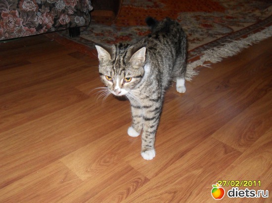 28 фото: Котейка