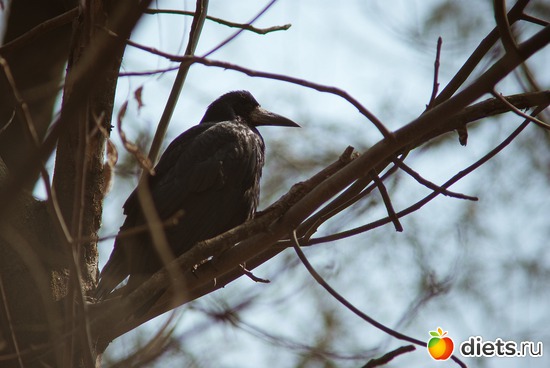 34 ����: ������