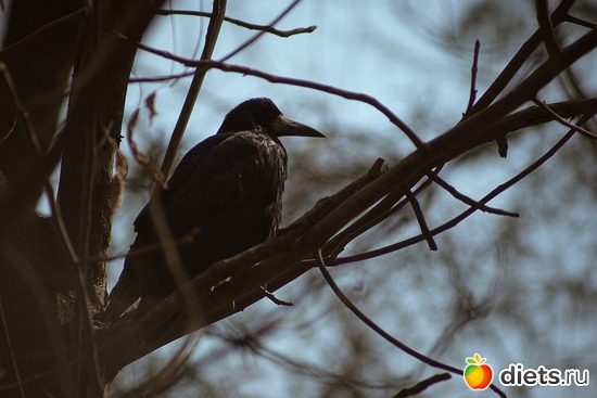 35 фото: Хвасты