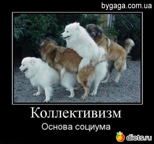 собачья любовь