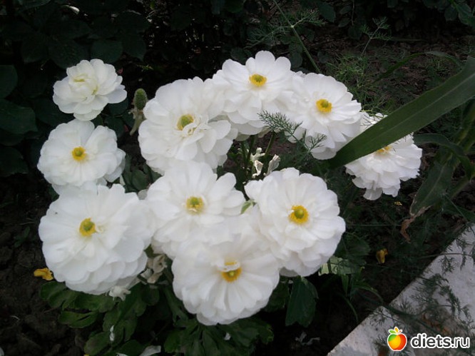 1 ����: ��� ����� - �����