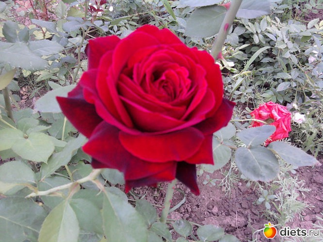 2 ����: ��� ����� - �����