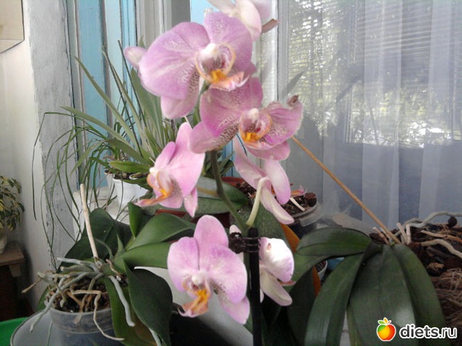 3 ����: ��� ����� - �����