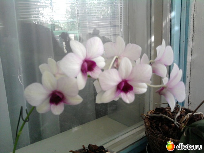 4 ����: ��� ����� - �����