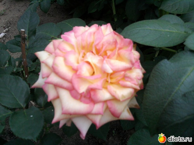 5 ����: ��� ����� - �����