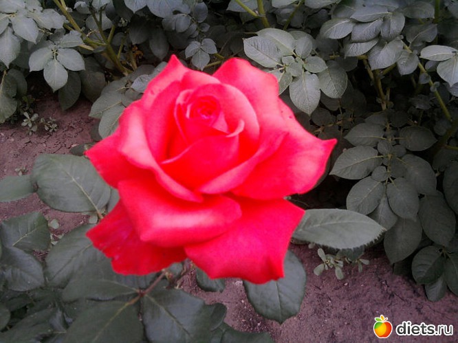 6 ����: ��� ����� - �����