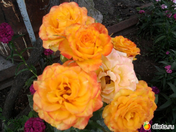 7 ����: ��� ����� - �����