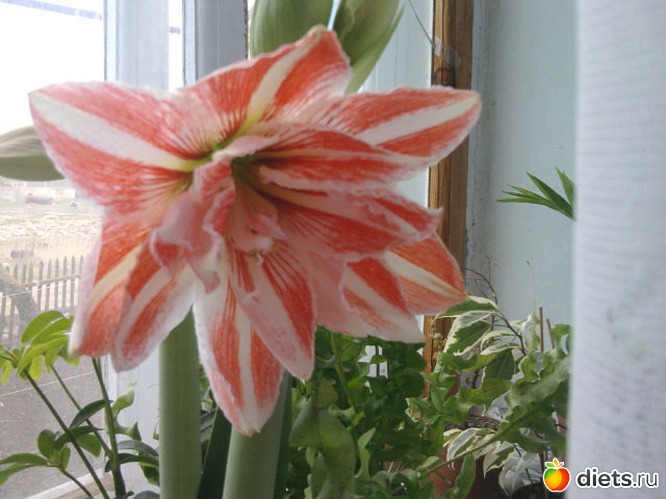 8 ����: ��� ����� - �����