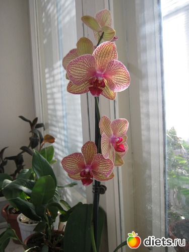 9 ����: ��� ����� - �����