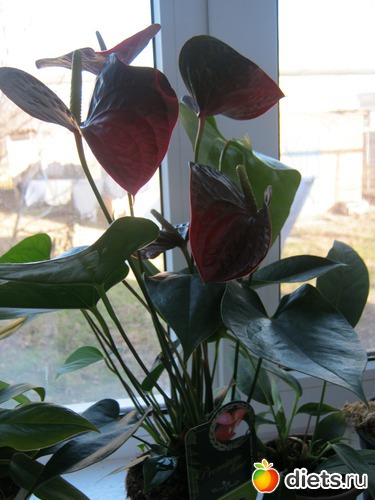 10 ����: ��� ����� - �����