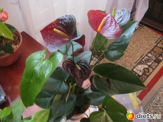 12 ����: ��� ����� - �����