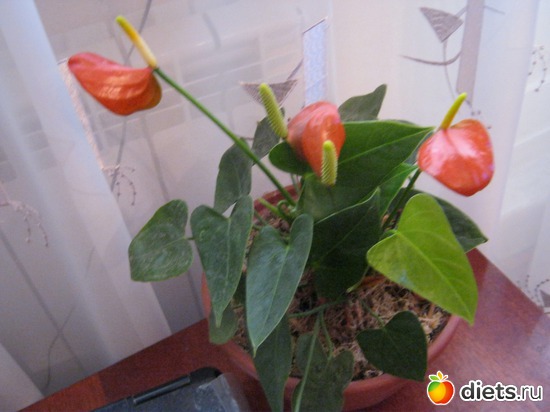 13 ����: ��� ����� - �����