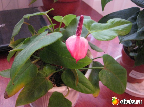 14 ����: ��� ����� - �����