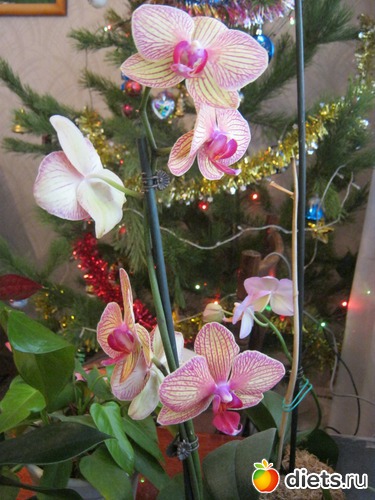 16 ����: ��� ����� - �����