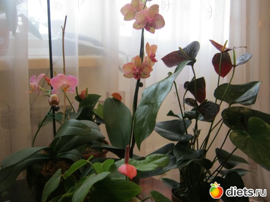 17 ����: ��� ����� - �����