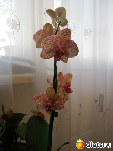 18 ����: ��� ����� - �����