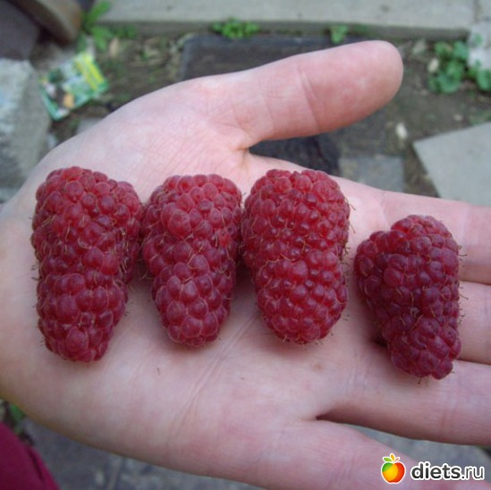 ������ �������, ������: ��� � ������