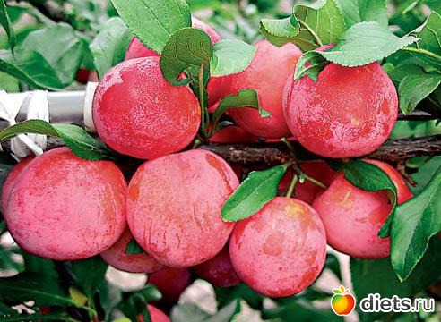 ����� ��������� ������