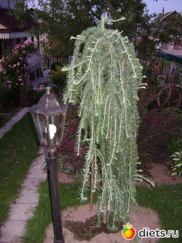 25 ����: ���  �����.