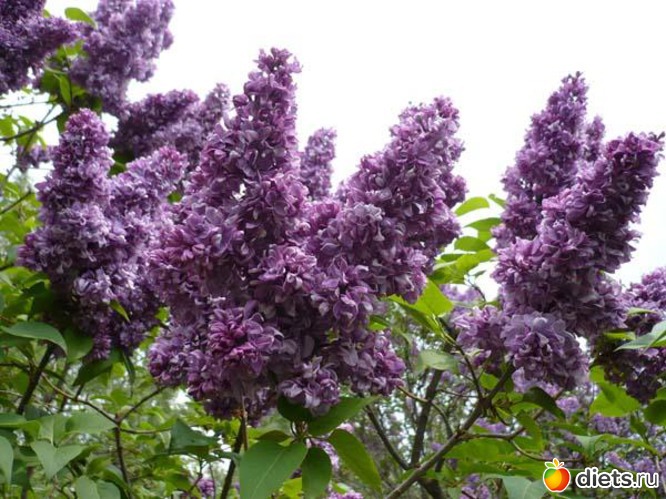 13 ����: ��� � ������