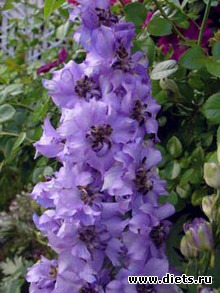 ��� � ������