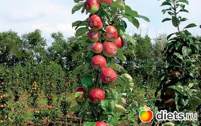 ��� � ������