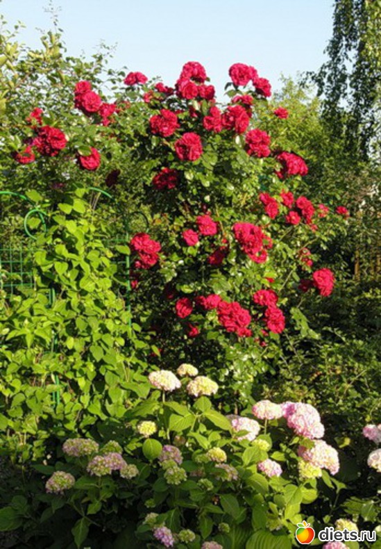 ������� ���� � ���������, ������: ��� � ������