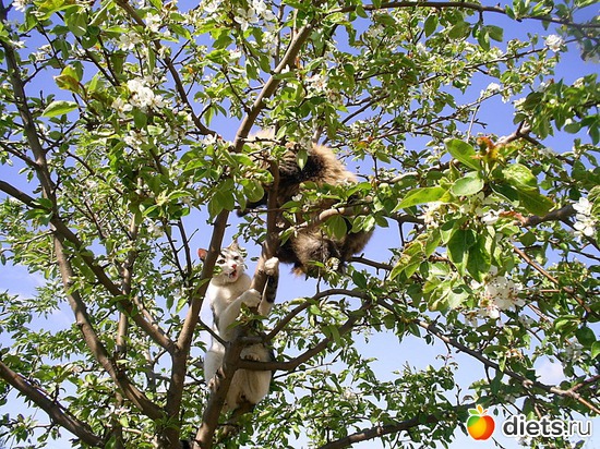 ����� � ������� � ����,��� ���� ����� �������� � ������, ������: ��� � ������