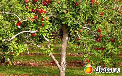 ������ �������