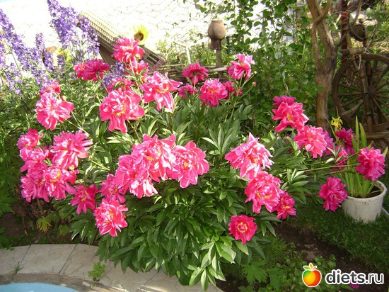 12 ����: ���  �����.