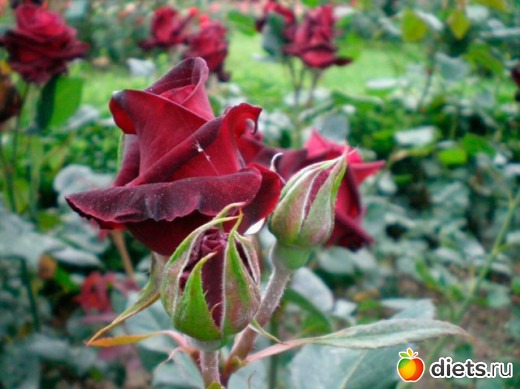 ��� � ������