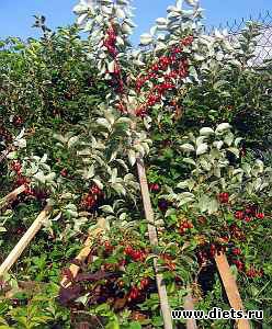 ��� � ������