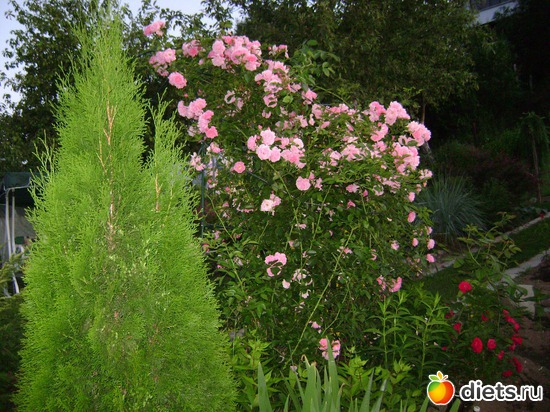 22 ����: ���  �����.