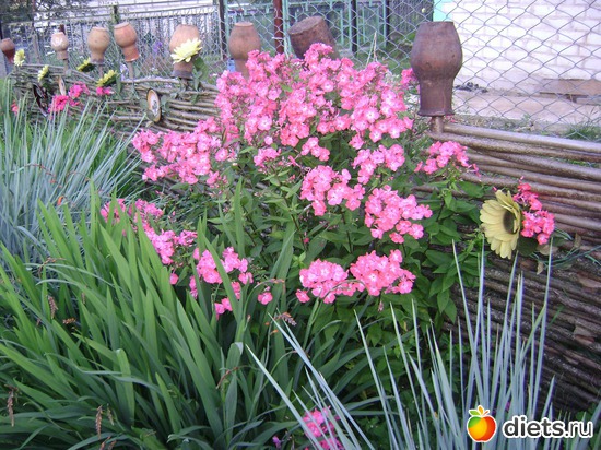 12 ����: ��� ����