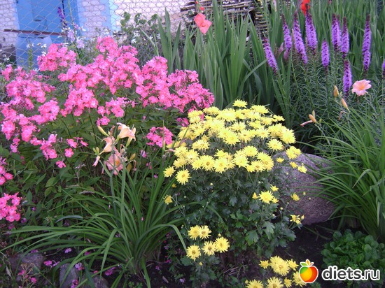 17 ����: ��� ����