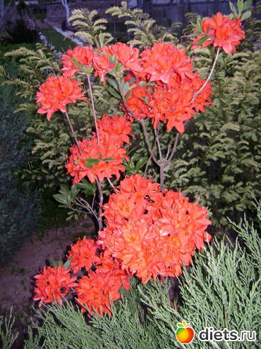 11 ����: ���  �����.