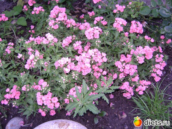 19 ����: ��� ����