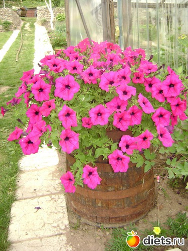 17 ����: ���  �����.