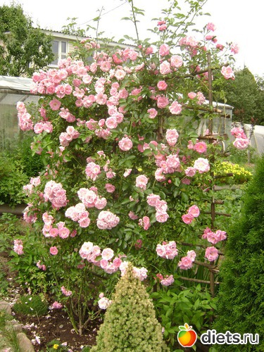 18 ����: ���  �����.