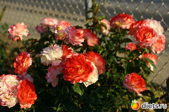 5 ����: ��� � ������