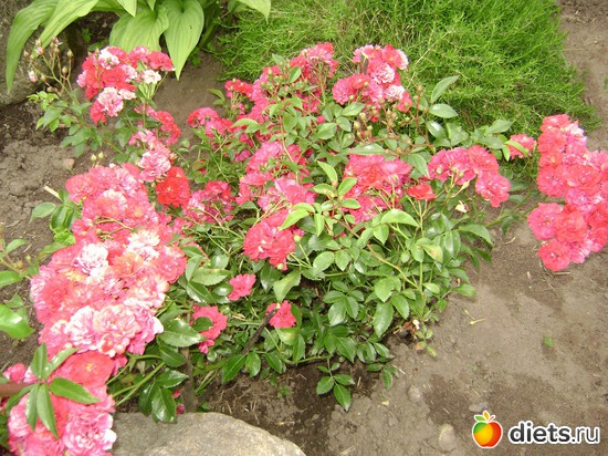 1 ����: ��� ����,�����������.