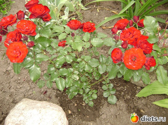 2 ����: ��� ����,�����������.