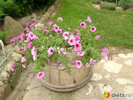 3 ����: ��� ����,�����������.