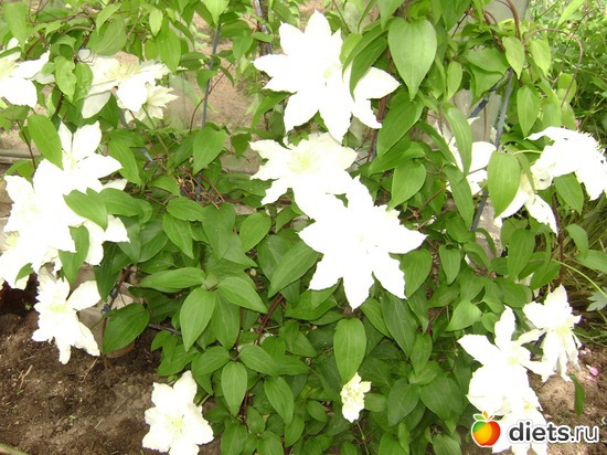 9 ����: ��� ����,�����������.