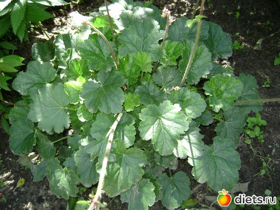 17 ����: ��� ����,�����������.