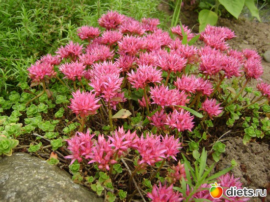 19 ����: ��� ����,�����������.