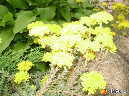 20 ����: ��� ����,�����������.