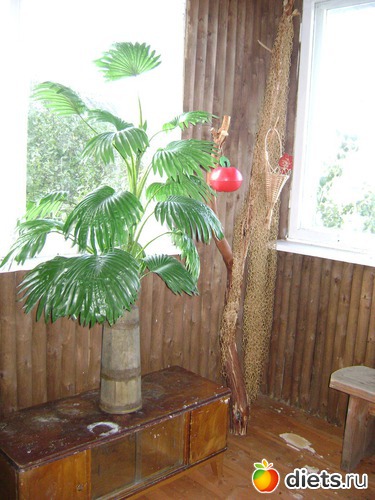 7 ����: ��� ����