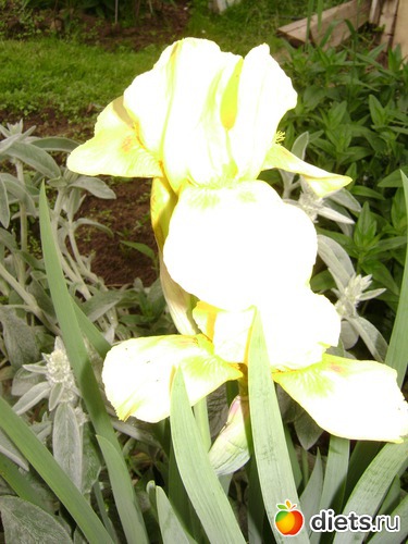 11 ����: ��� ����,�����������.