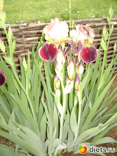 12 ����: ��� ����,�����������.